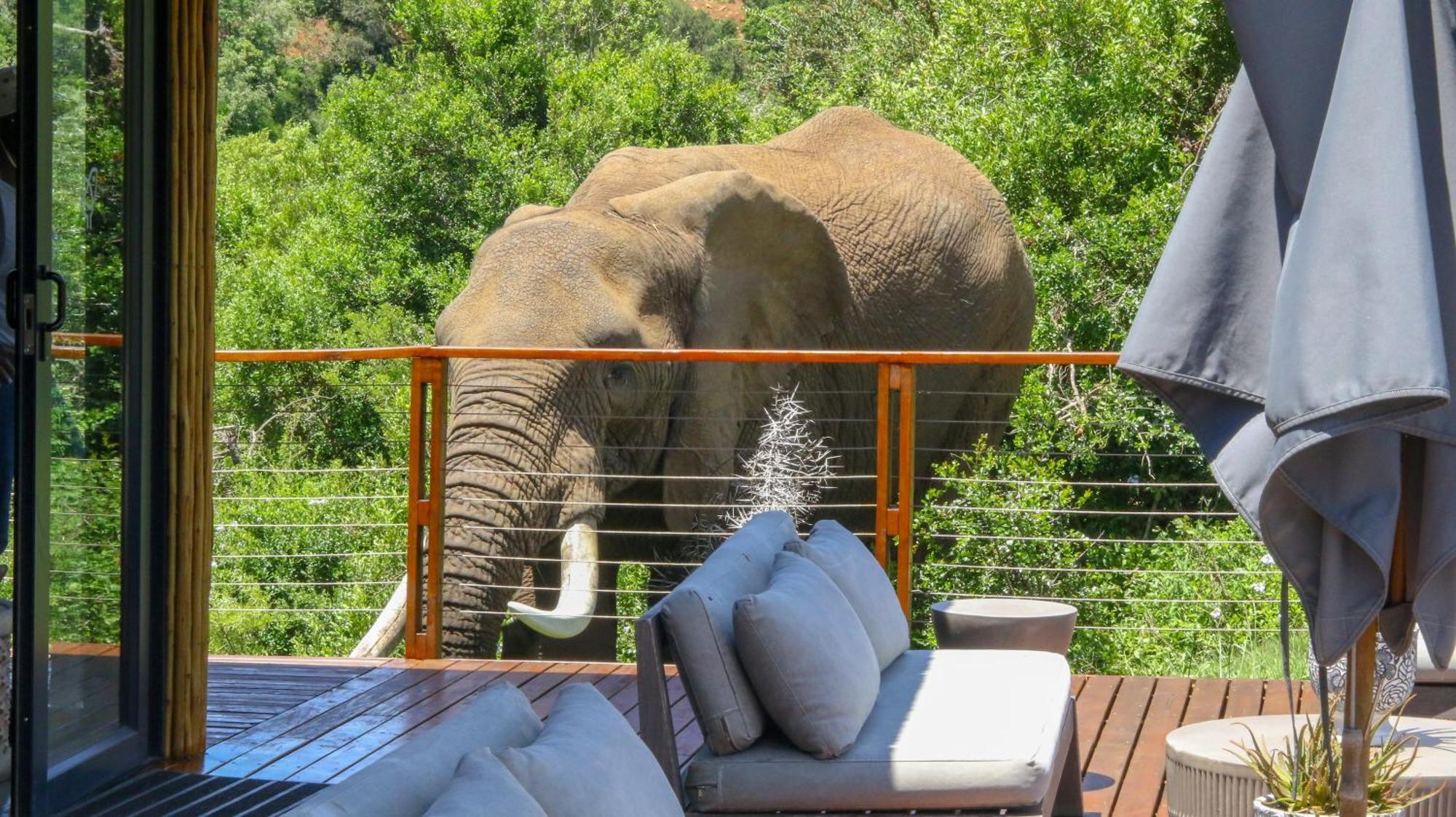 Barefoot Addo Elephant Lodge Exterior foto