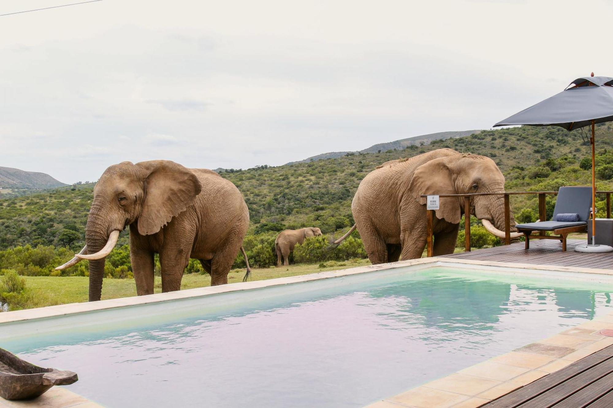 Barefoot Addo Elephant Lodge Exterior foto